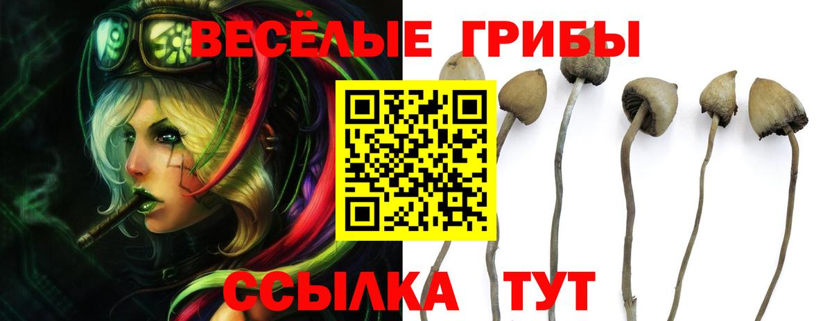 Псилоцибиновые грибы прущие грибы Всеволожск